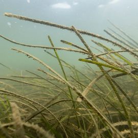 eel grass.