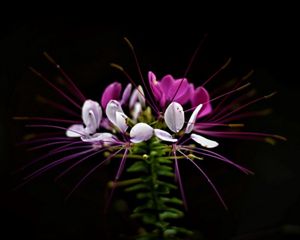 pink flower on black background
