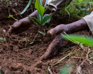 closeup of hands in soil planting a tree
