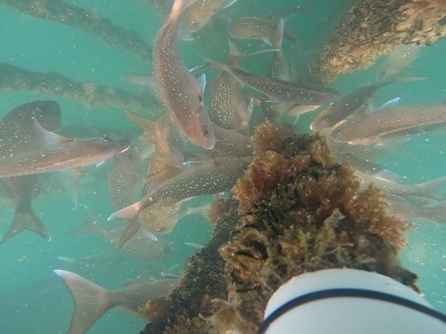 A collection of fish feed on vegetation that is attached to a large pole.