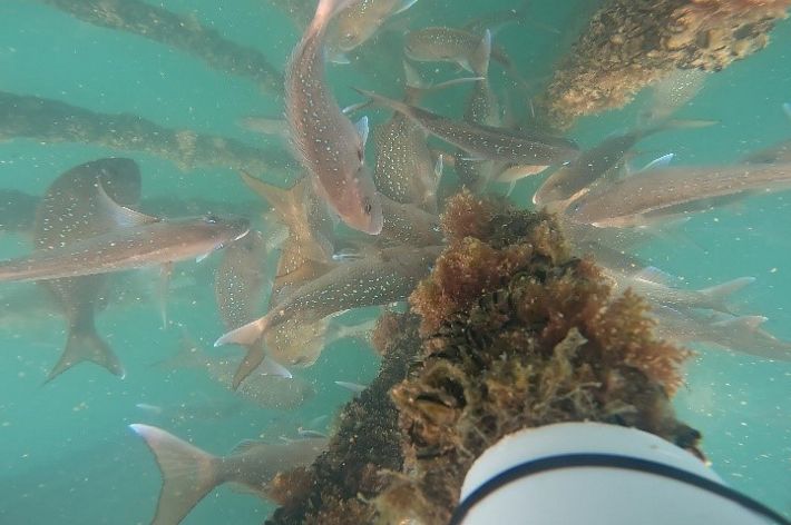 A collection of fish feed on vegetation that is attached to a large pole.