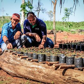 two people looking at tree seedlings.