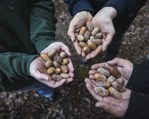 Yurok tribal members hold tanoak acorns gathered on traditional Yurok land in northern California
near the Klamath River. The acorns are a staple of the Yurok tribe's diet, which they eat in (reconstituted) powder form.