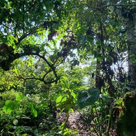 View looking into a lush tropical forest.