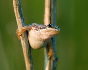 Small white-bellied chorus frog perched perched between two wetland reeds.