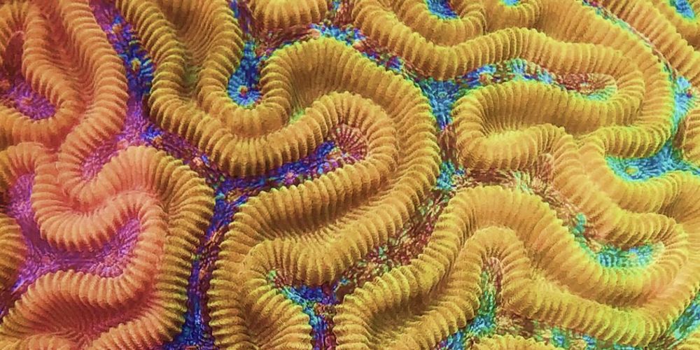 a colorful coral close up