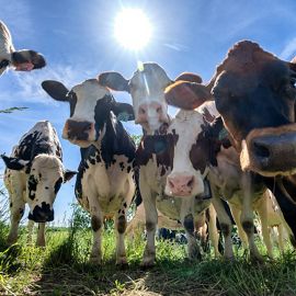A group of cows looks down into the camera on the ground.