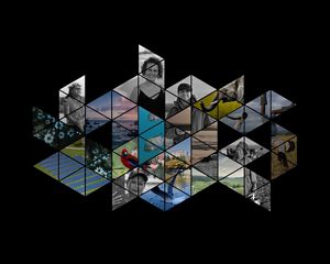 A geometric collage of photos of people and nature.