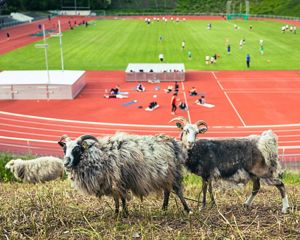 Grazing Sheep at the Wilmersdorf Stadium in Berlin.