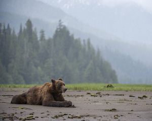 On the beaches of the Great Bear Rainforest, grizzly bears gorge on mussels.