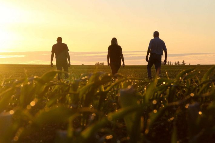 Three people walk through an agricultural field as the sun rises.