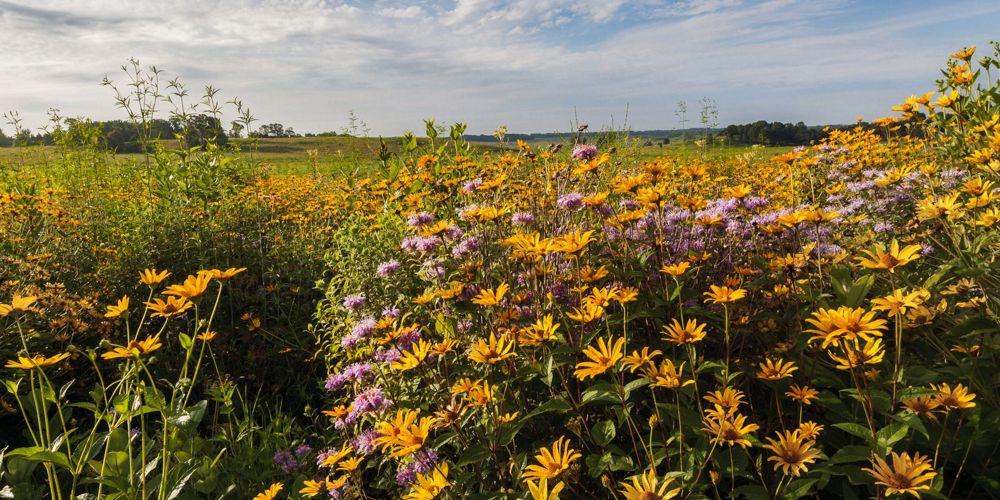 Yellow and purple prairie wildflowers in bloom under a partially cloudy sky.