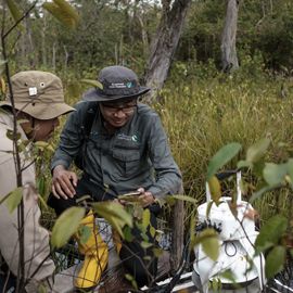 two scientists studying a peatland swamp.