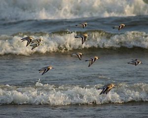 A flock of sanderlings in flight over rolling waves at Lake Michigan.
