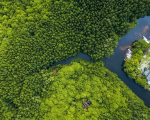 aerial view of a mangrove forest in indonesia.