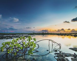 A drooping mangrove tree with branches just above the surface of a tidal pool boasts green leaves
