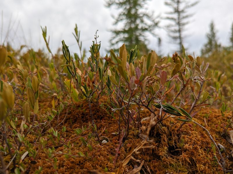 close up of a peat bog.
