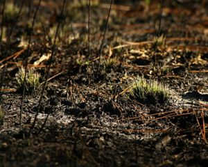 New longleaf pine growth.