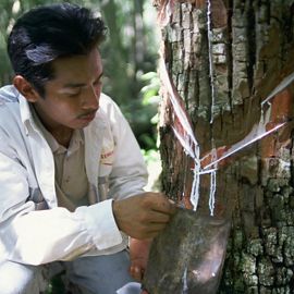 person measuring a tree.