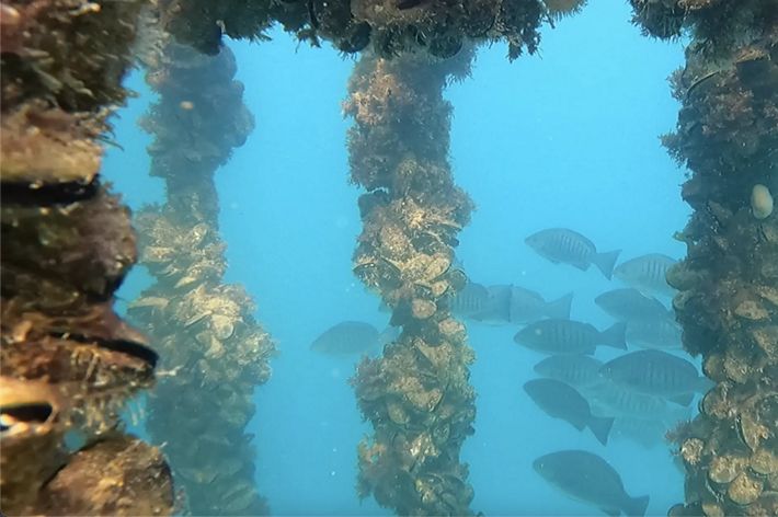 Mussels attach themselves to large pillars surrounded by sea water.