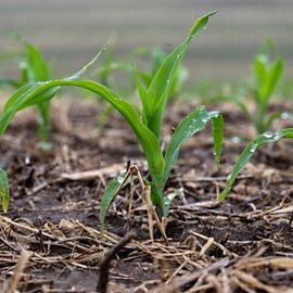 small plants beginning to grow.