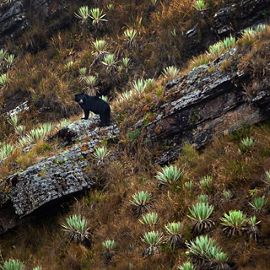a black bear in the Paramos ecosystem.