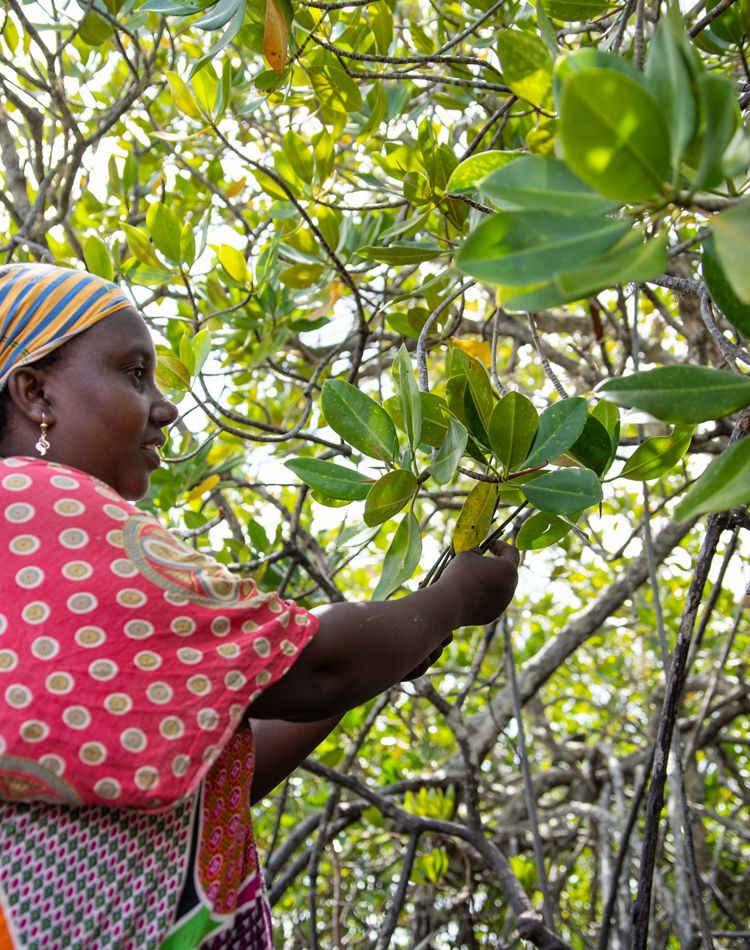 Woman in mangrove forest.