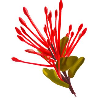 Plant with spikey burst of red stem-like petals.