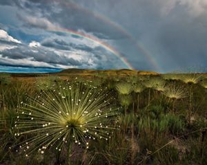 Close up view of Cerrado grassland, with rainbow behind