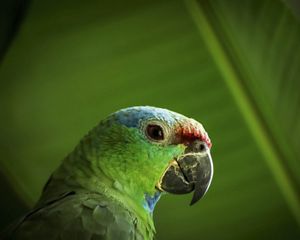 A red-browed parrot in the Amazon rainforest