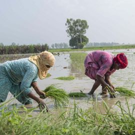 two people collecting grass in a river.