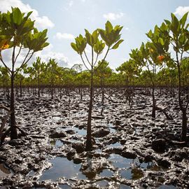 baby mangroves growing in the mud.