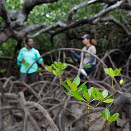 two people talking in a mangrove forest.
