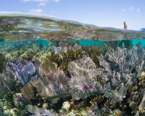 underwater view of colorful coral