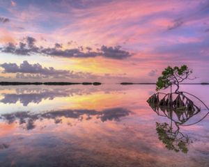 Sunset over Florida mangroves. The water reflects the sky streaked with pink and gold.