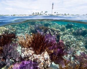Coral reef with Loggerhead Key Lighthouse in the background. Loggerhead Key, Dry Tortugas National Park, Florida.