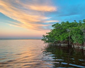 Healthy mangroves for resilient coasts.