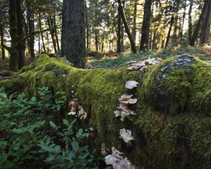 Forest along the Klamath River.