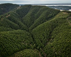 Aerial view of forests and valley.