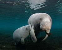 A manatee calf nurses from its floating mother.