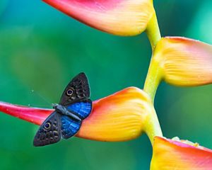 a blue and black butterfly rests on a colorful yellow and pink flower