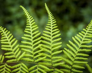 Close up detail of a fern leaf