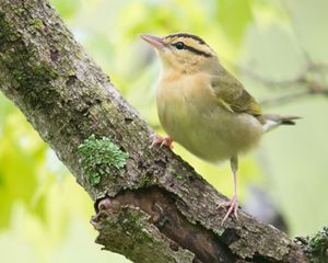 Yellow bird sitting in a tree.